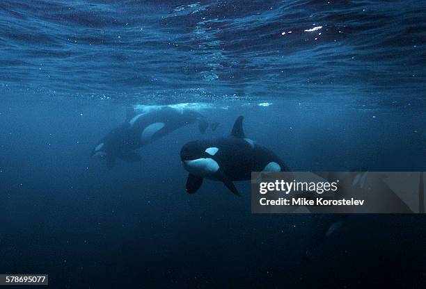 orcas, underwater photography, norway - killer whale stock pictures, royalty-free photos & images