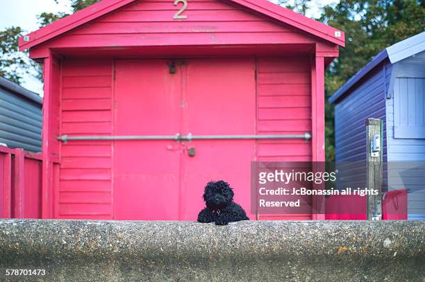 a black doggy waiting in the beach house - jc bonassin stock-fotos und bilder