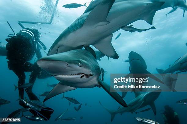 diving with sharks - caribbean reef shark stock pictures, royalty-free photos & images