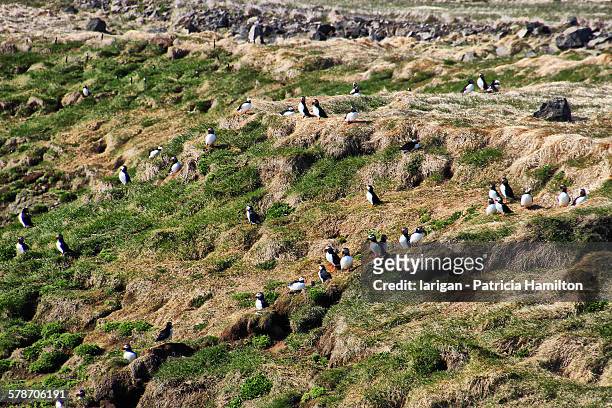 puffin colony, grimsey, north iceland - icelands grimsey island photos et images de collection