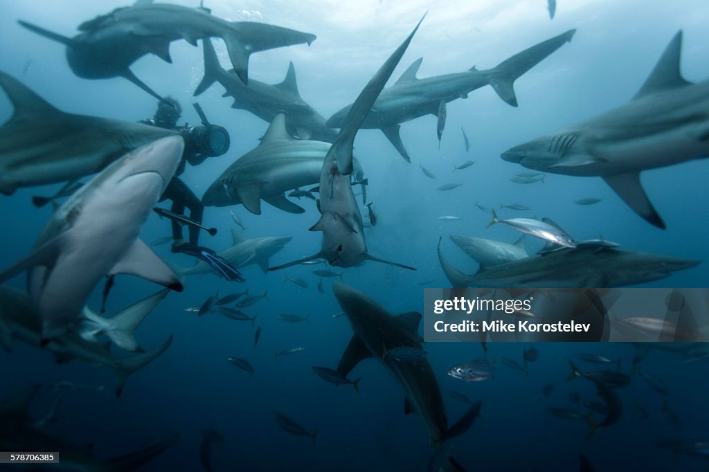 Blacktip sharks