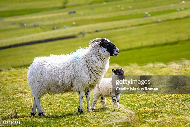 scottish blackface sheep, isle of lewis and harris - sheep walking stock pictures, royalty-free photos & images