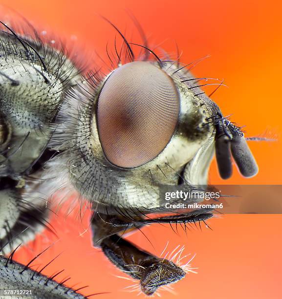 close up of flys eye - ojo compuesto fotografías e imágenes de stock