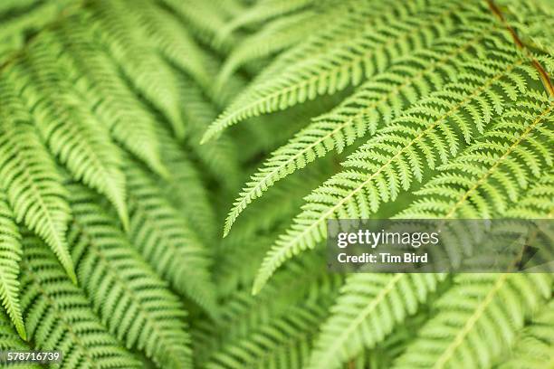 silver fern plant - silver fern stock pictures, royalty-free photos & images