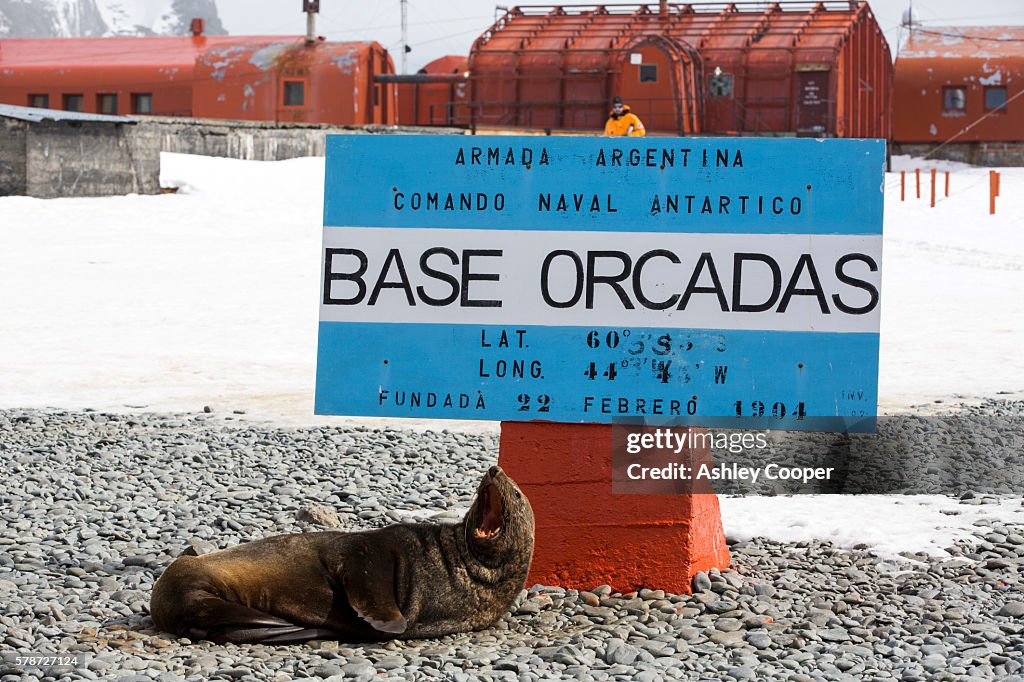 Antarctic Fur Seals at Base Orcadas which is an Argentine scientific station in Antarctica, and the oldest of the stations in Antarctica still in operation. It is located on Laurie Island, one of the South Orkney Islands, just off the Antarctic Peninsular