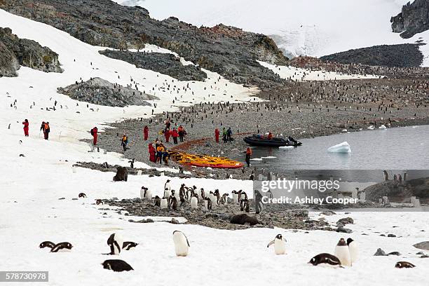 gentoo penguins, pygoscelis papua, on curverville island, antarctic peninsular, with members of an expedition cruise ship. - glacial ice sheet stock pictures, royalty-free photos & images