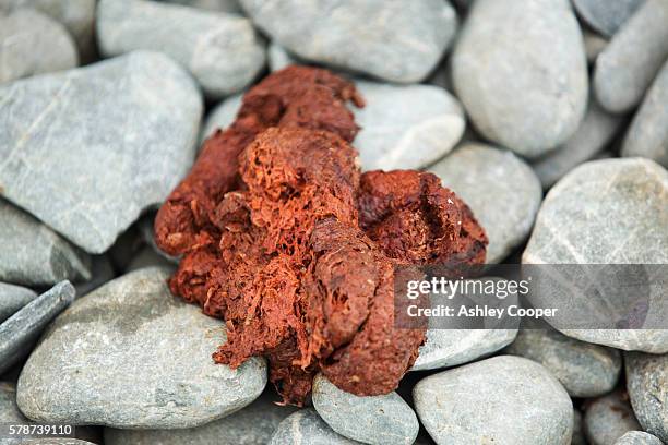 feaces of the antarctic fur seal, in the south orkney islands. it is coloured pink from the seals diet of antarctic krill. krill a crustacean is the basis of the whole antarctic food chain, themain food source for seals, penguins and whales. the krill fee - krill stock pictures, royalty-free photos & images