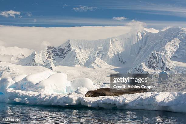 a leopard seal (hydrurga leptonyx) hauled out on an iceberg in the drygalski fjord, antarctic peninsular. the antarctic peninsular is one of the most rapidly warming areas of the planet. - leopard seal stock-fotos und bilder