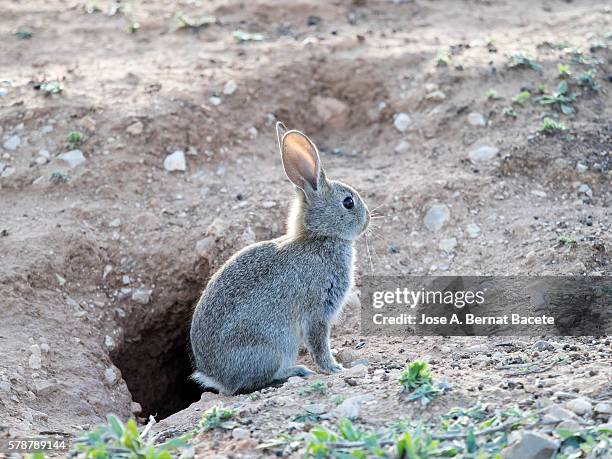 rabbit raised on two legs next to his burrow. ( species oryctolagus cuniculus.) - rabbit burrow bildbanksfoton och bilder