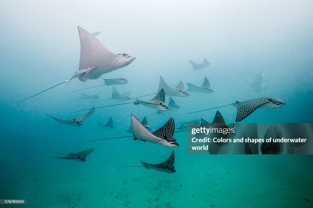 Eagle rays