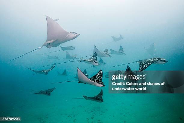 eagle rays - sea life stock pictures, royalty-free photos & images