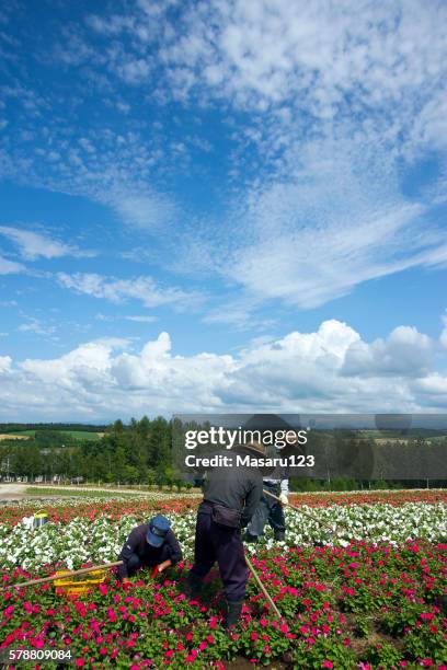 farmers take care of their flower field in hokkaido - trip hazard stock pictures, royalty-free photos & images
