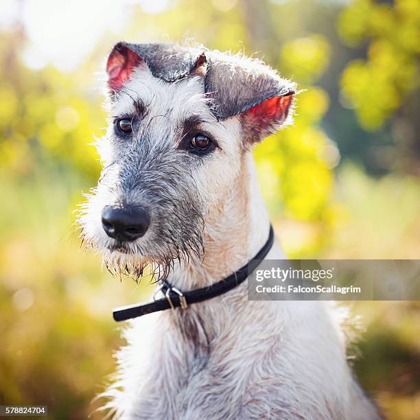 baby iw - irischer wolfshund stock-fotos und bilder