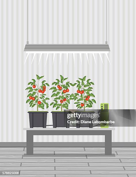 iot hydroponic growing - hydroponic stock illustrations