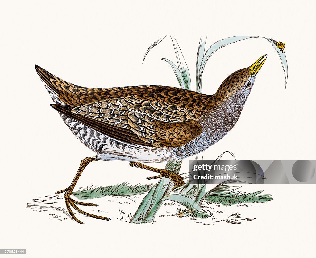 Spotted Crake