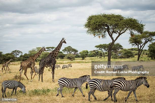 giraffes and zebras graze the land - zebra herd stock pictures, royalty-free photos & images