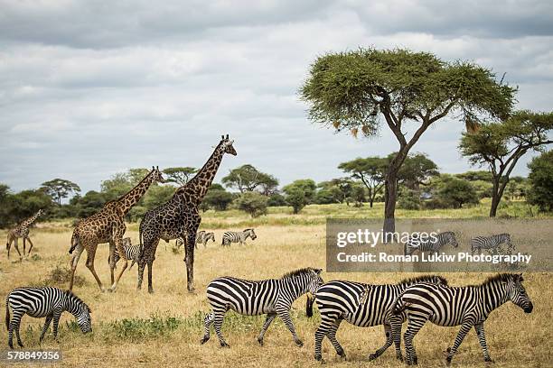giraffes and zebras graze the land - pastorear imagens e fotografias de stock