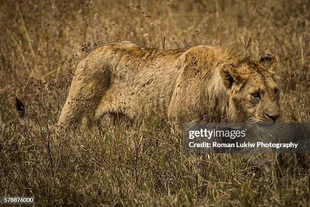 lion walks through the field - honors 2015 arrivals stock pictures, royalty-free photos & images