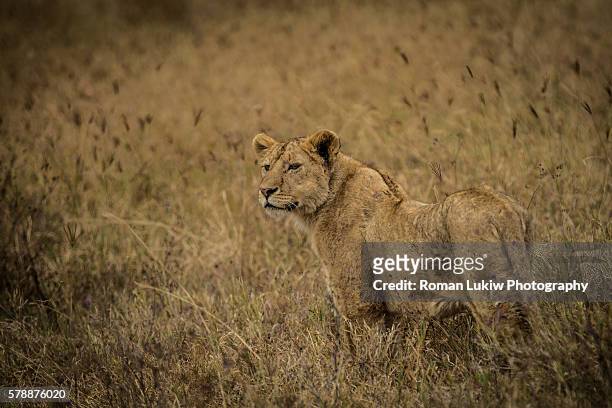 lion in the field - honors 2015 arrivals stock pictures, royalty-free photos & images