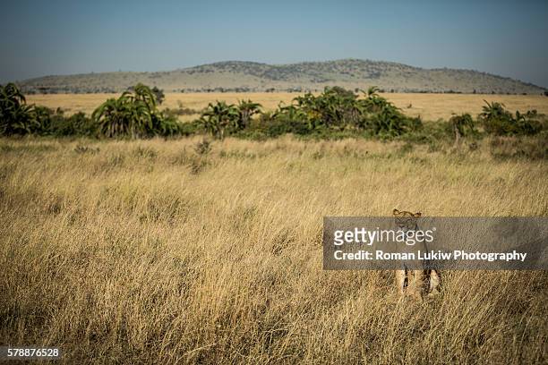 lion sits in the field - honors 2015 arrivals stock pictures, royalty-free photos & images