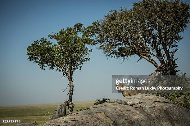 lion stands on rock - honors 2015 arrivals stock pictures, royalty-free photos & images