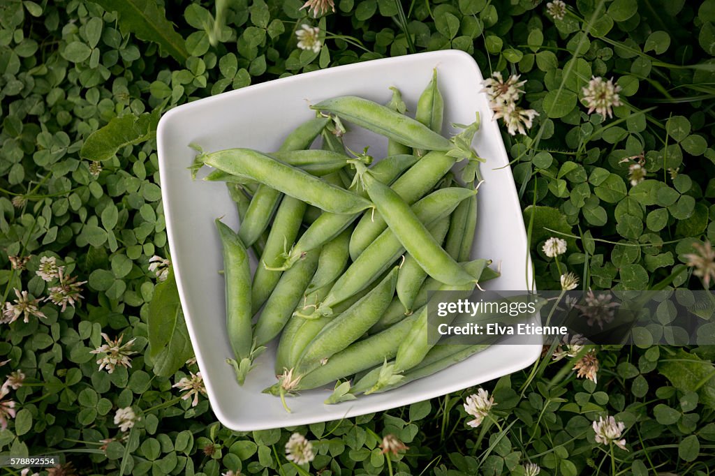 Bowl of freshly picked garden peas in pods
