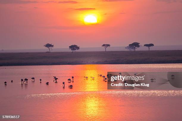 serengeti sunrise - tanzania fotografías e imágenes de stock