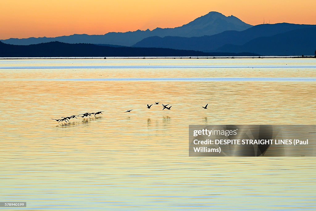 Wingtips to the rippled surface