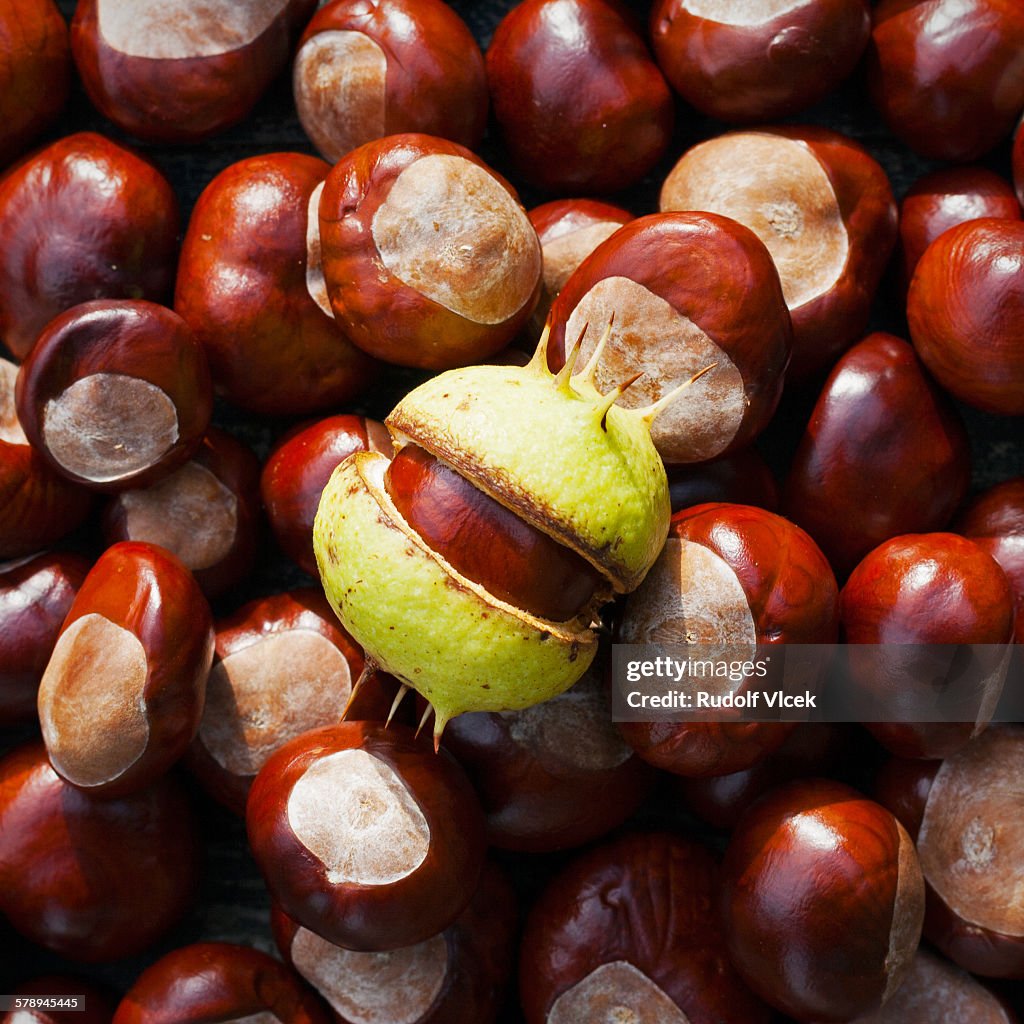 Ripe chestnuts, one chestnut with cracked skin