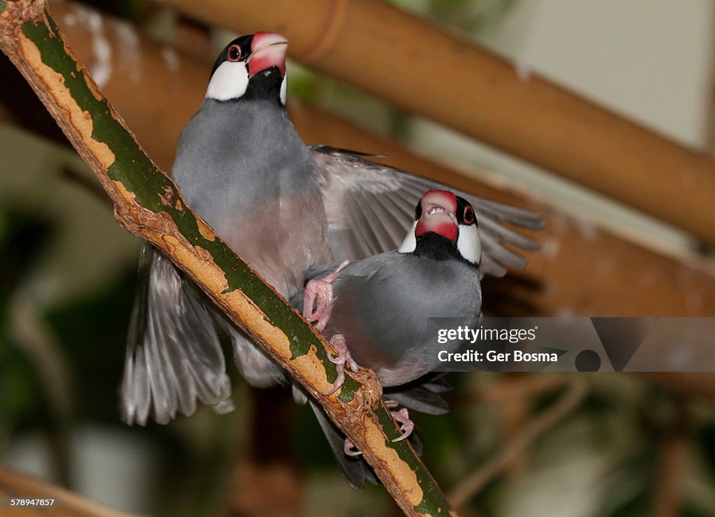 Java Rice Birds High-Res Stock Photo - Getty Images