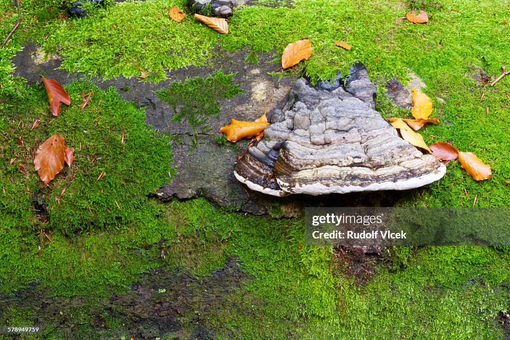Polypore (Fomitopsis pinicola), moss covered tree