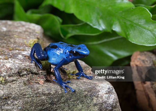 blue frog on the move - frosch stock-fotos und bilder