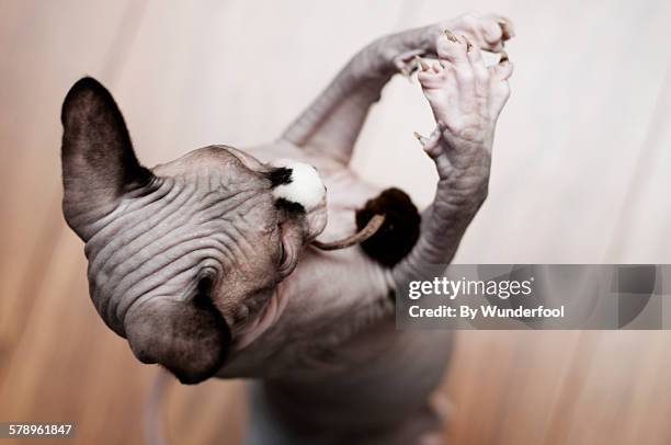 sphynx cat catching a mouse toy with his paws - hairless mouse stock pictures, royalty-free photos & images