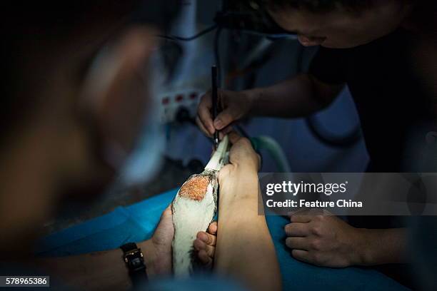 Medical staff marks a model of upper beak made for a red-crowned crane named Li Li in an animal hospital on July 2, 2016 in Guangzhou, China. The...