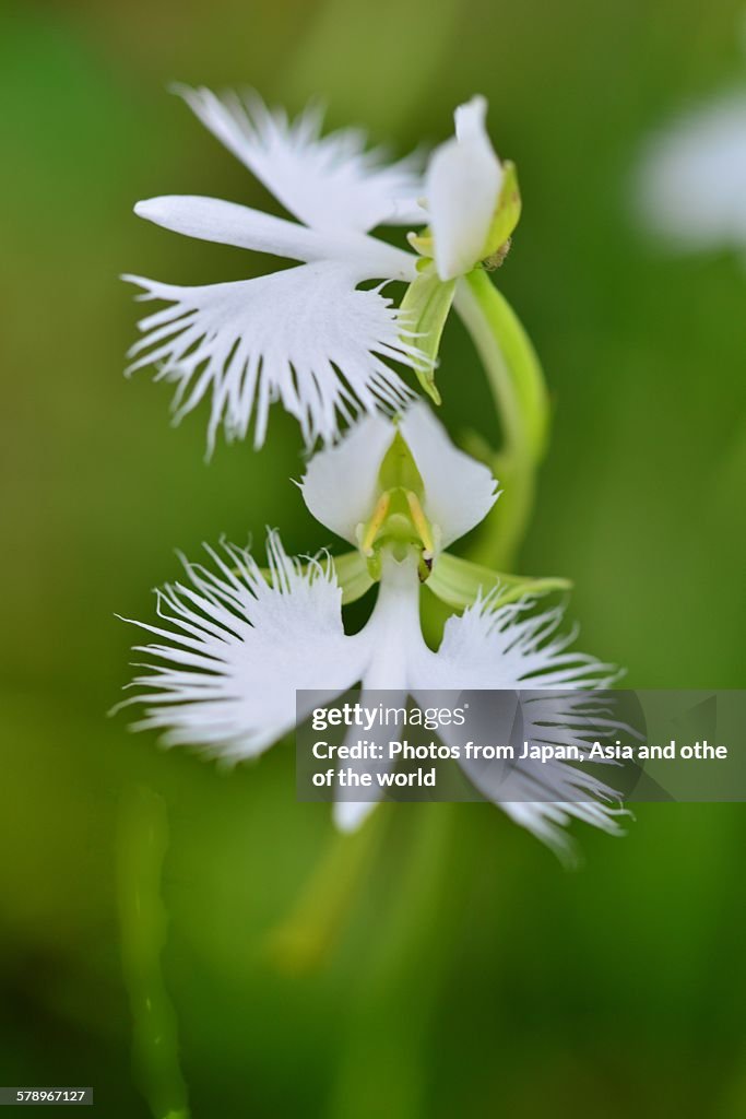 White egret flowers
