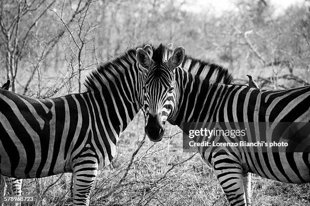 zebras' optical illusion - optische illusion stock-fotos und bilder