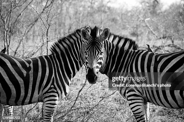 zebras' optical illusion - illusion stock pictures, royalty-free photos & images