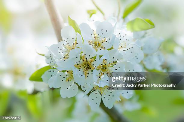 bergamotte d'esperen pear blossom - perenboom stockfoto's en -beelden