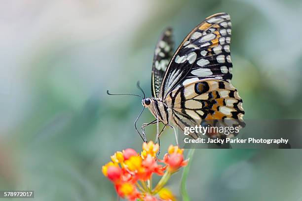 swallowtail butterfly on flower - insect-wings-close-up stock pictures, royalty-free photos & images