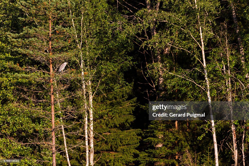 Grey heron on a tree