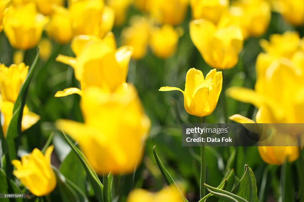 Yellow tulip flowers bokeh