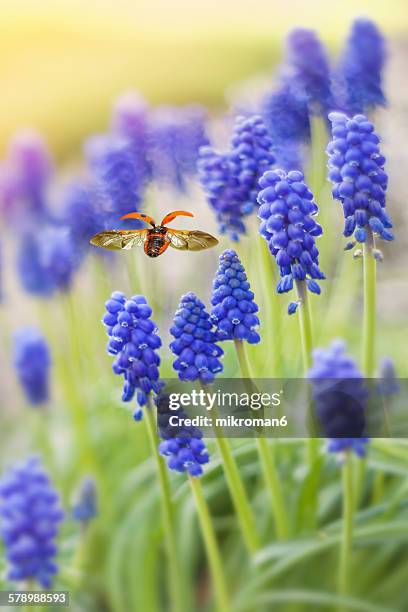 springtime - muscari armeniacum stock-fotos und bilder