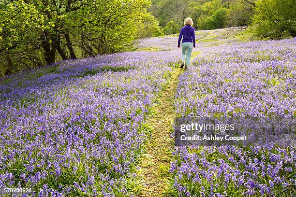 a woman walking through bluebells growing on a limestone hill in the yorkshire dales national park, uk. - campainha família do lírio - fotografias e filmes do acervo