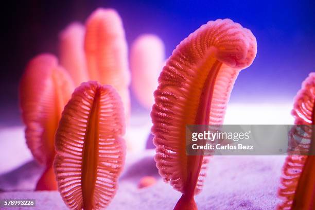 569 Sea Pen Photos and Premium High Res Pictures - Getty Images