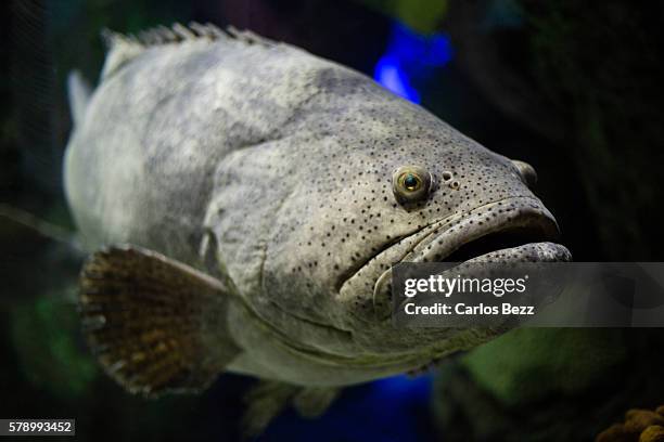 576 Ugly Sea Creatures Photos and Premium High Res Pictures - Getty Images 576 Ugly Sea Creatures Photos and Premium High Res Pictures - Getty Images