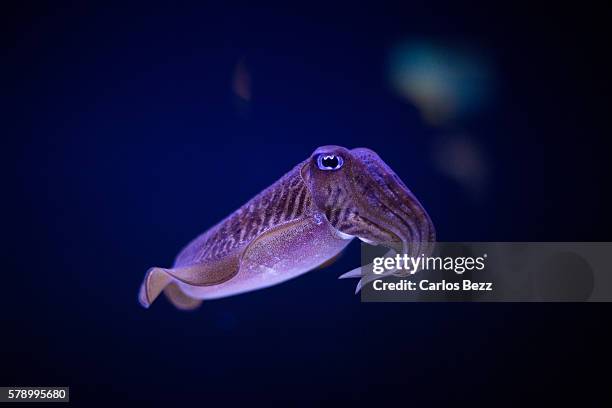 european cuttlefish - profundo fotografías e imágenes de stock