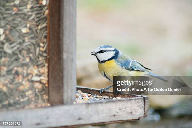 blue tit (cyanistes caeruleus) perched on bird feeder - tits stock pictures, royalty-free photos & images