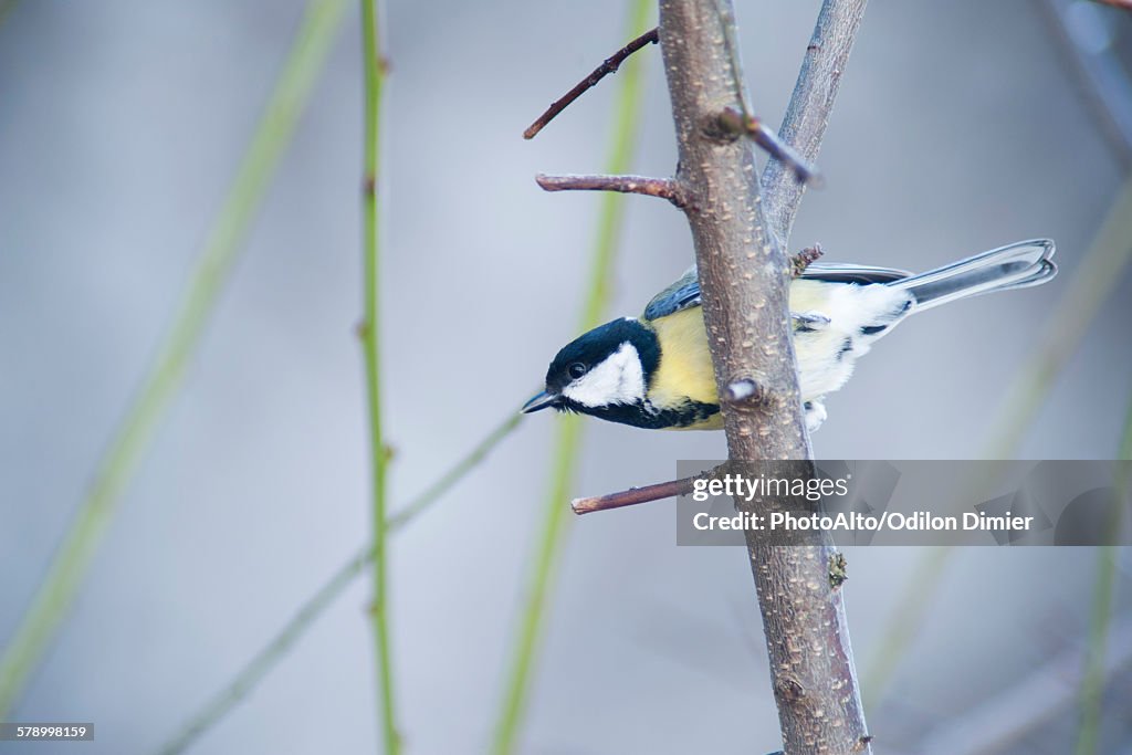 Great tit (Parus major)