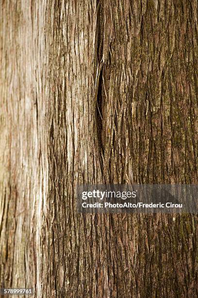 cedar tree trunk, close-up - tree trunk stock-fotos und bilder