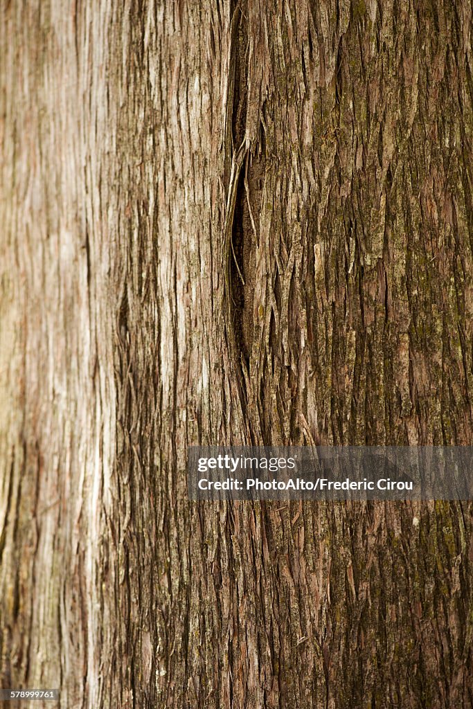 Cedar tree trunk, close-up